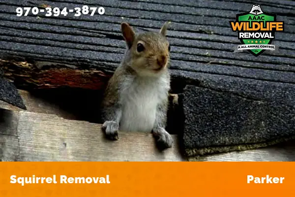 Squirrel Removal Parker