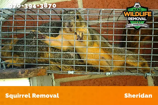 Squirrel Removal Sheridan