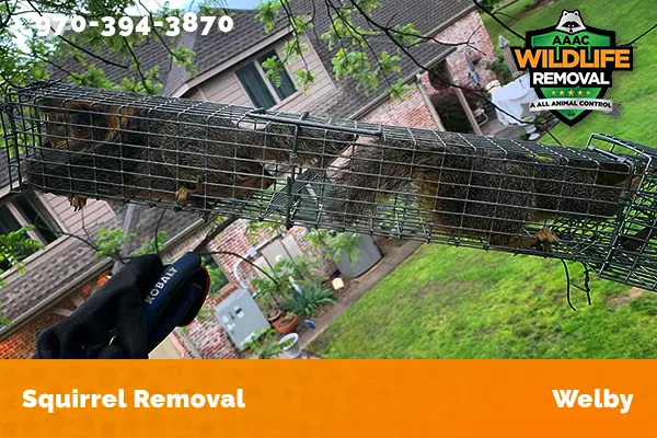 Squirrel Removal Welby