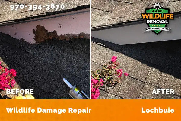 Damage Repair Lochbuie