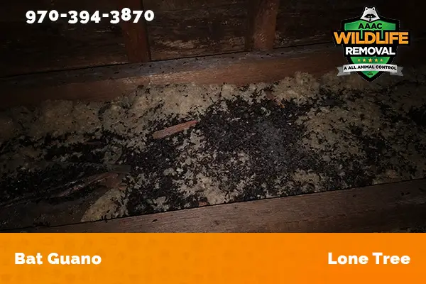 Bat Guano found in an attic in Lone Tree