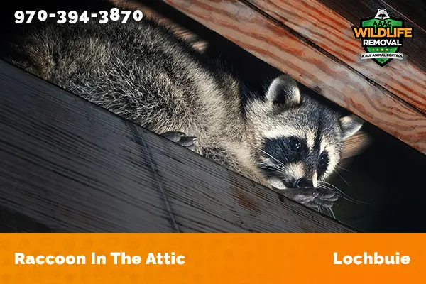 Raccoon In The Attic Lochbuie