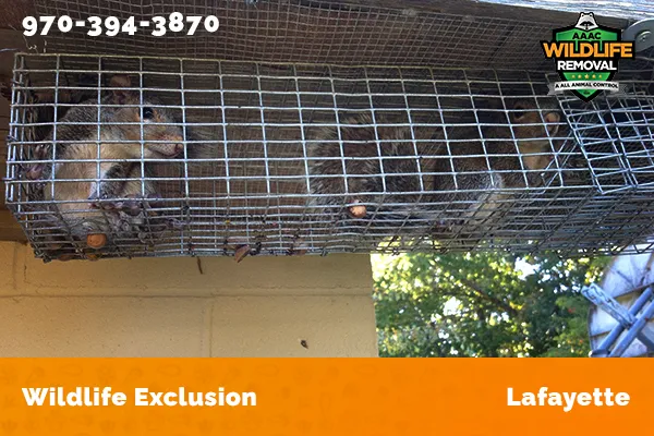 Raccoon In The Attic Lafayette