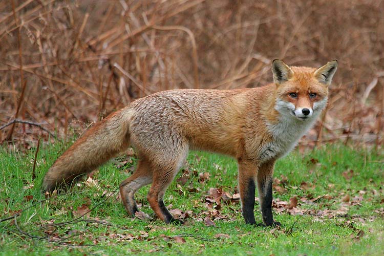 Image of a fox