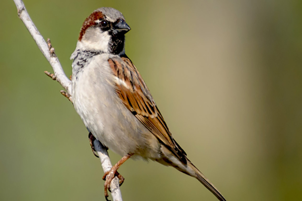 image of a bird on a tree branch
