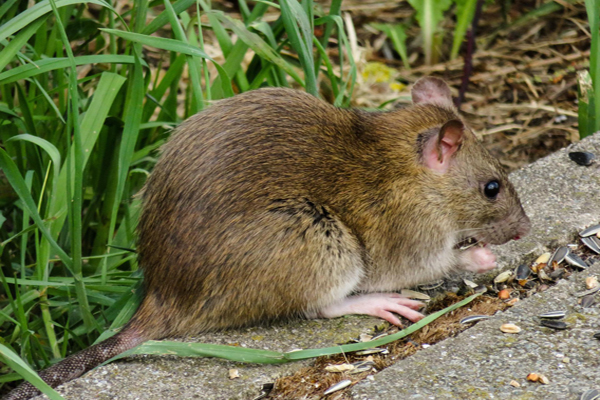 image of a rat