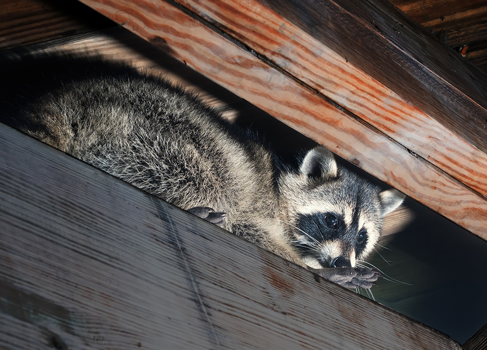 raccoon-nest-in-the-attic-aaac-wildlife-removal-of-salt-lake-city