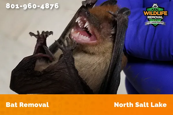 Bat Removal job in North Salt Lake