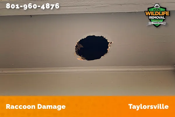 damage to roofline caused by raccoon in Taylorsville