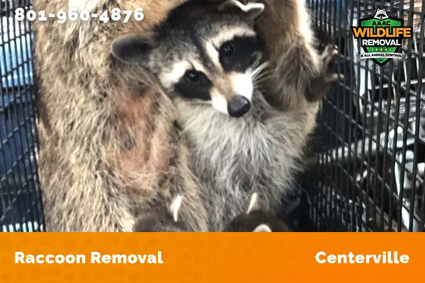 Raccoon Removal Centerville