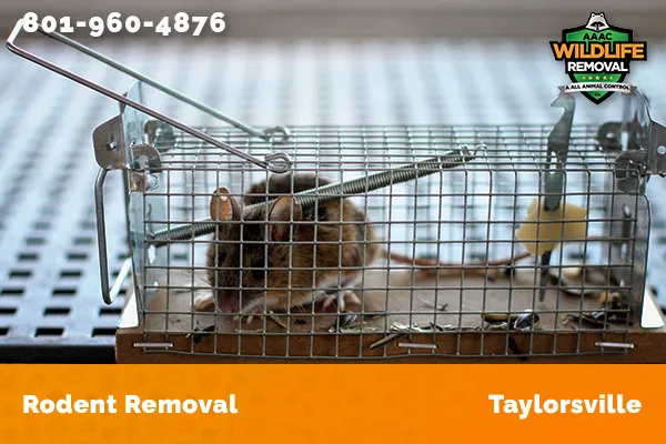 Rodent Removal Taylorsville