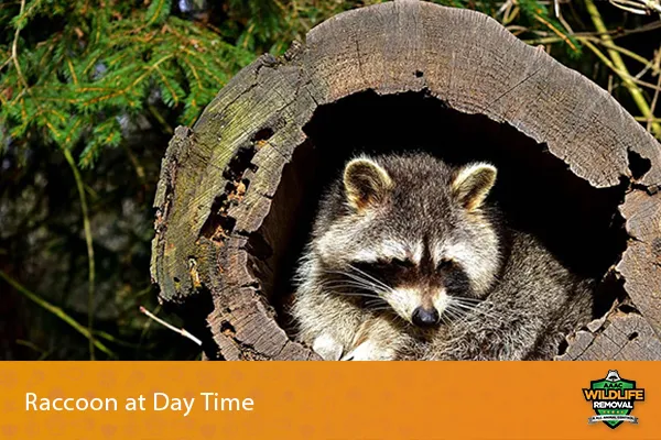 image of a raccoon sleeping during the day