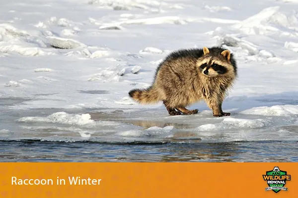 Image of a raccoon in winter