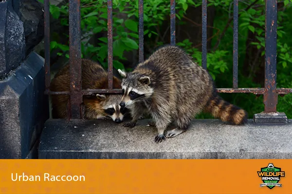 Image of raccoons in an urban environment