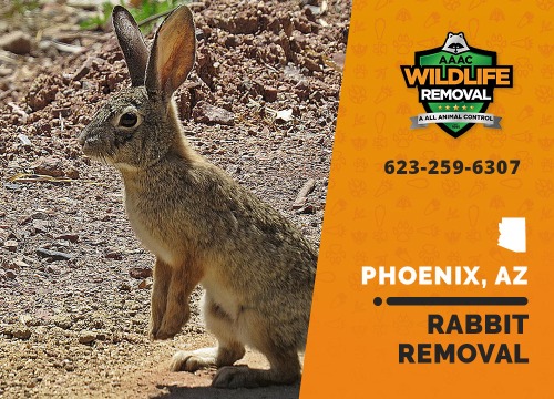 Rabbit Removal in Phoenix, AZ Pro Rabbit Trappers 5204791536