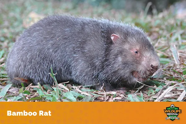 Image of a bamboo rat