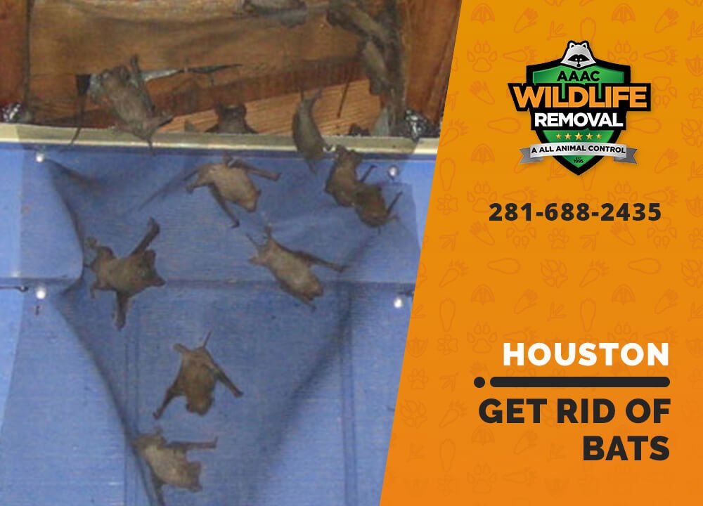 Get Rid Of Bats AAAC Wildlife Removal of Houston