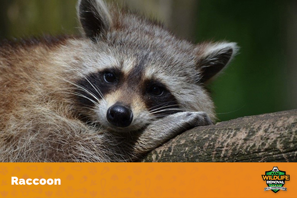 What Color Is A Raccoon?