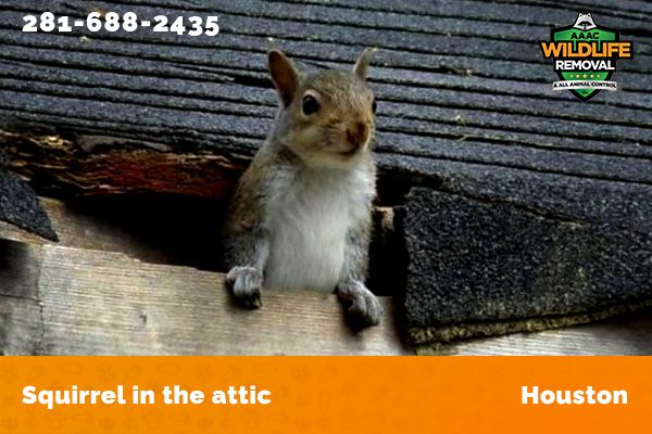 Get Rid of Squirrels in the Attic, Wall & Garden: 17 Useful Tips and Tricks  Here - Reolink Blog