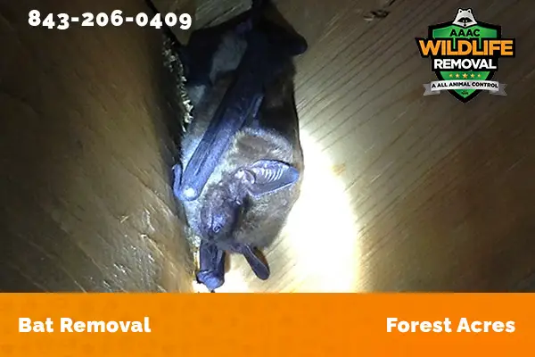 Bat Removal Forest Acres