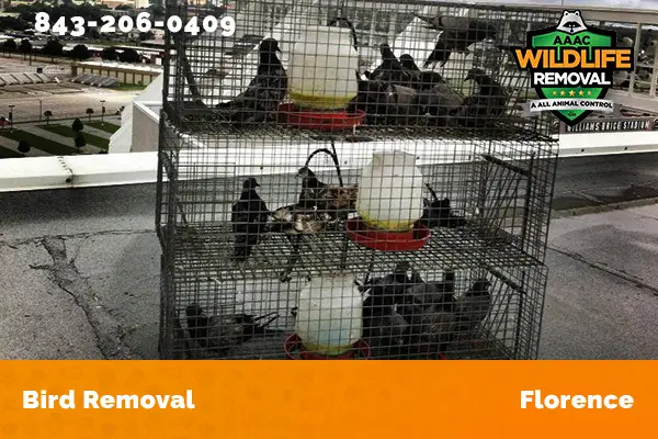 Bird Removal Florence