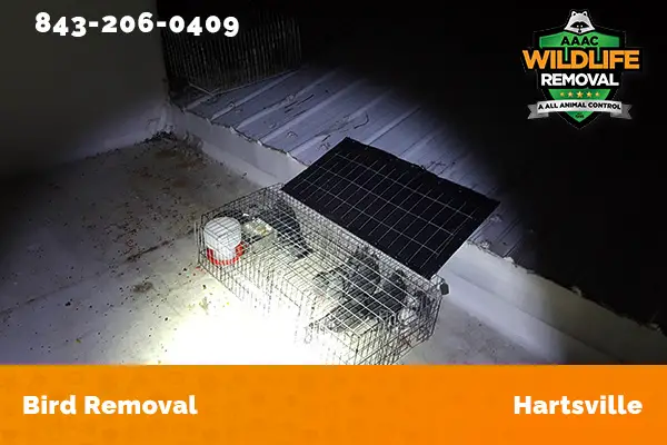 Bird Removal Hartsville