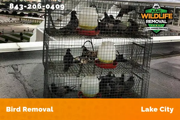 Bird Removal Lake City