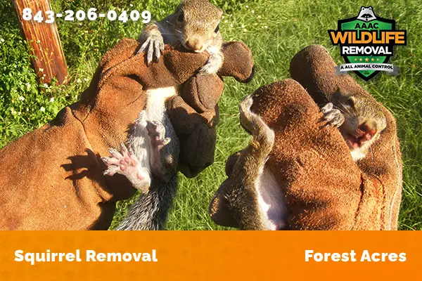 Squirrel Removal Forest Acres