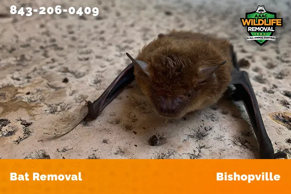 Bat Removal Bishopville