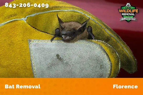 Bat Removal Florence