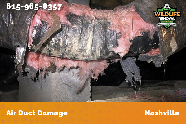 Damage to an air duct caused by wildlife in Nashville
