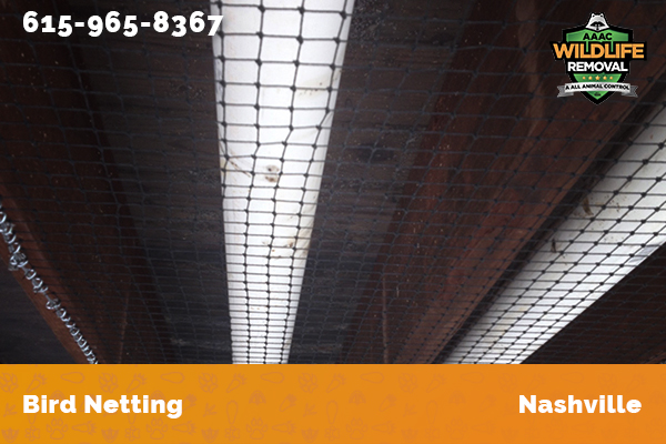 Bird netting installed in a commercial building in Nashville