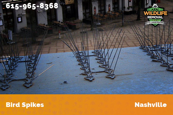 Bird Spikes installed on a commercial building in Nashville