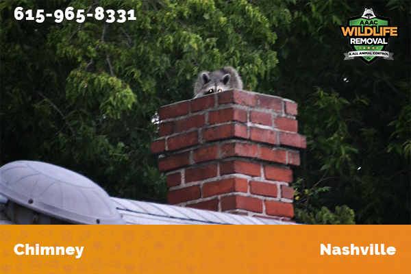 raccoon on a chimney in Nashville