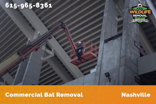 Wildlife Control Operator handling a bat removal job in Nashville