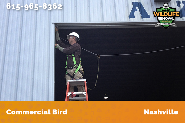 Wildlife Control Operator handling a bird removal job in Nashville