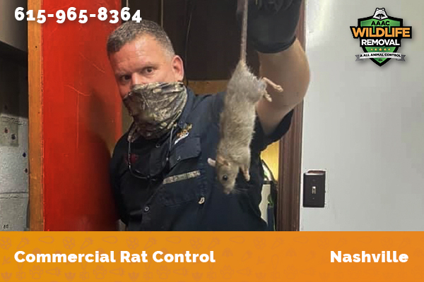 Rodent Pest Control holding a dead rat trapped in a commercial building in Nashville