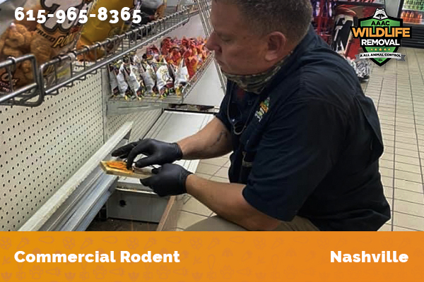 Rodent Pest Control operator setting rodent traps in a commercial building in Nashville