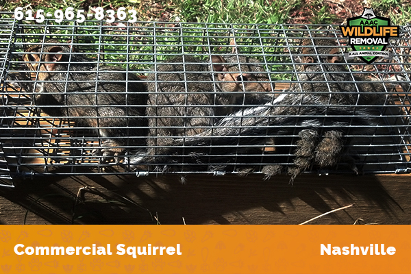 Several squirrels caught by commercial squirrel trapper in Nashville