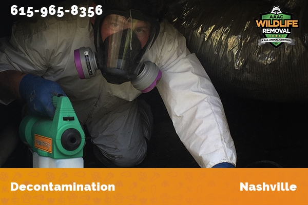 Nuisance Wildlife Operator decontaminating an attic in Nashville