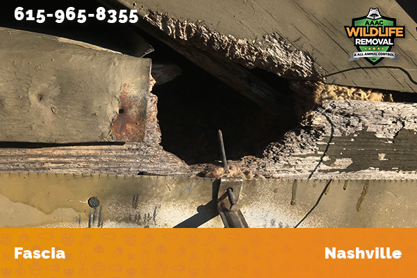 damage to home fascia in Nashville
