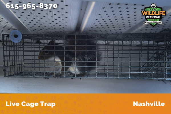 squirrel excluded stuck in a live cage trap in Nashville
