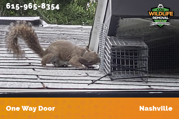 squirrel excluded from an attic by a one way door in Nashville