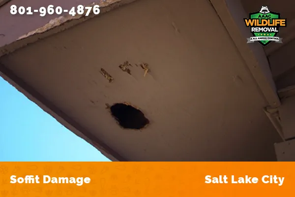 Damage to a soffit caused by a raccoon in Salt Lake City