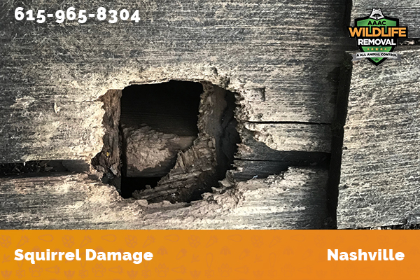Damage caused to wooden siding by a squirrel inNashville