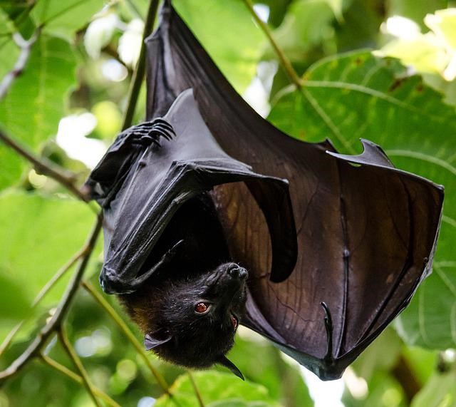 Florida Bat Bite Victim Dies of Rabies Fort Pierce Fort Pierce