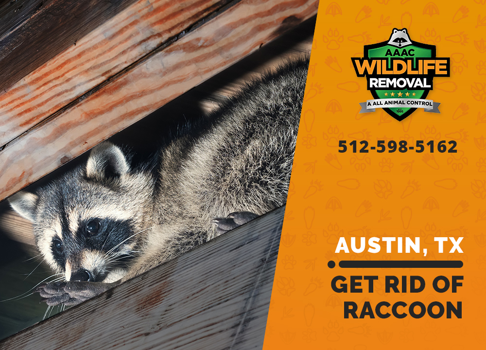 Getting rid of raccoons - AAAC Wildlife Removal of Austin & Central Texas