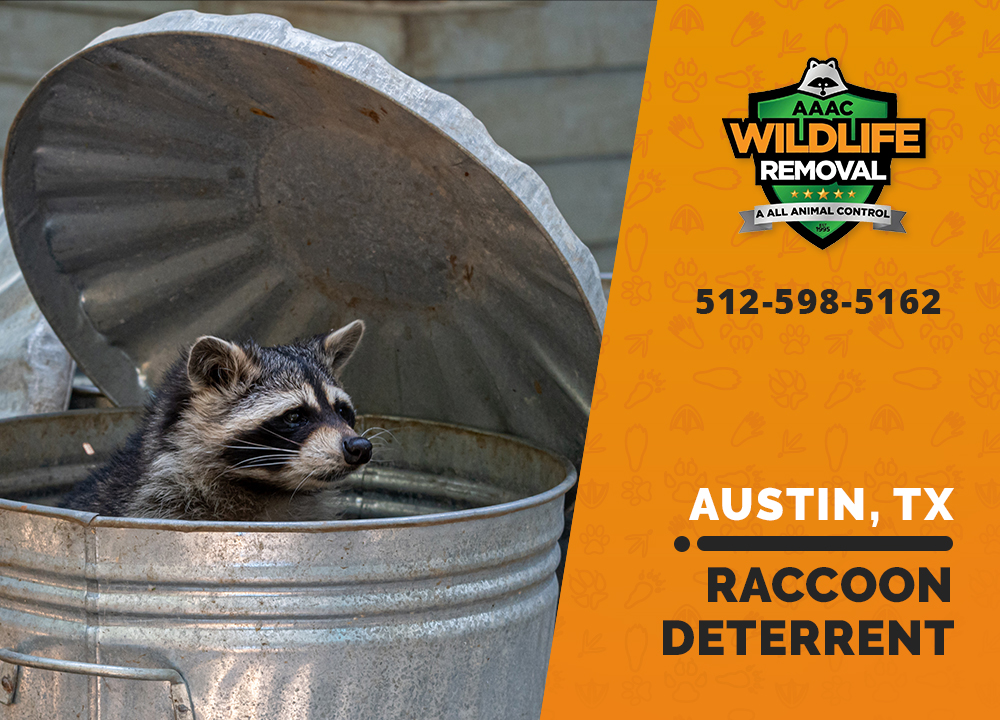 Raccoon Deterrents AAAC Wildlife Removal of Austin & Central Texas