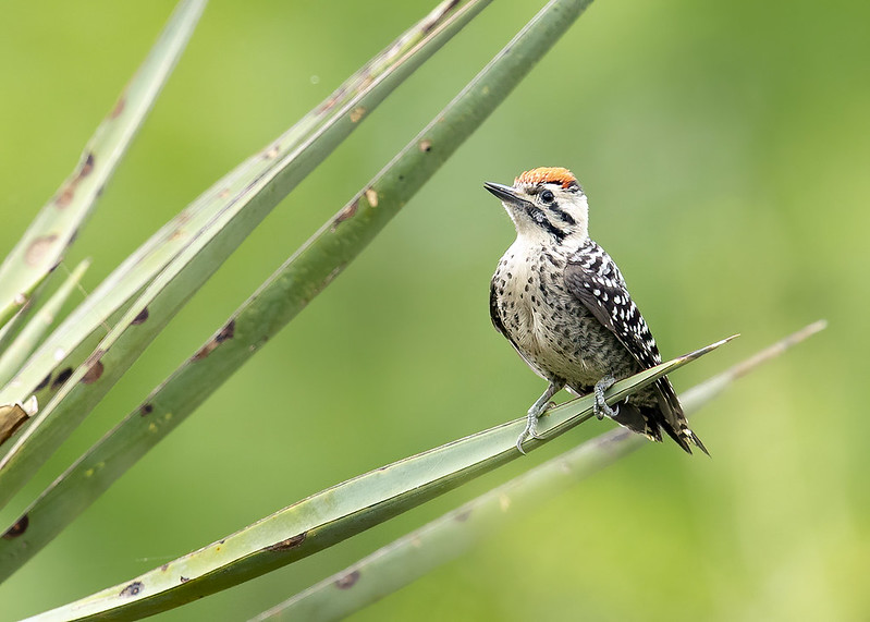 Types of Woodpeckers AAAC Wildlife Removal of Austin & Central Texas